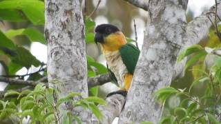 Blackheaded Parrot Pionites melanocephalus [upl. by Tiler]