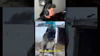 Los PERROS grandes son PELIGROSOS humor sigma viral reaction [upl. by Anilecram]