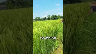 Artificial Pollination of Hybrid Rice [upl. by Leonteen]