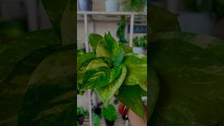 Golden Pothos Propagation  Unique Way To Propagate Money Plant shorts ytshorts moneyplant [upl. by Cristen61]