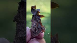 Wulfenite crystals on matrix crystals mineralogy mineralspecimen [upl. by Notsahc]