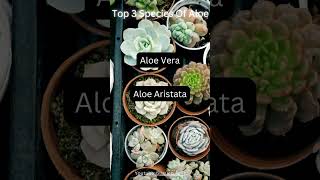 Top 3 Species Of Aloe [upl. by Lugar]