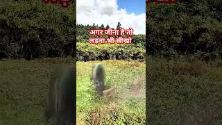 अगर जीना है तो लड़ना भी सीखो animal motivation sorts [upl. by Moria]