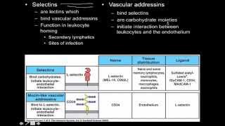 Immunology innate immunity the Cell Adhesion Molecules [upl. by Stearne]