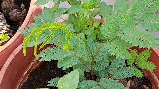 1 Leucaena leucocephala شجرة اللوسينة الشجرة المنسيّة [upl. by Meihar]