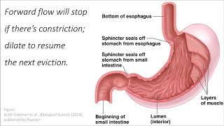 Muscles Wrapped Around a Sphincter science song parody [upl. by Joyan]