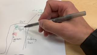 Why do thiazide diuretics lead to hypokalemia [upl. by Ffoeg]