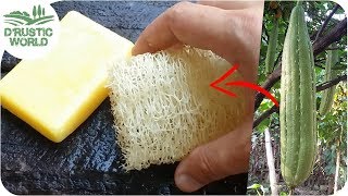 How to Make Loofah Sponge at Home [upl. by Mosnar]