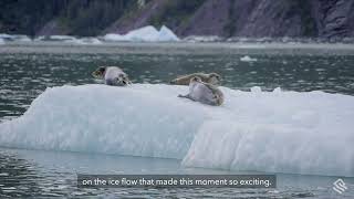 Silverseas Behind the Lens To See Lots of Seals Go with the Floes of Alaska’s LeConte Glacier [upl. by Preiser]