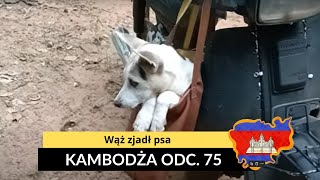 Kambodża  Wąż zjadł psa odc 75 [upl. by Satterfield]