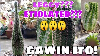 Etiolatedleggy cactus  Gawin ito [upl. by Novert462]