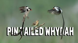 Beautiful BIRD  Pin Tailed Whydah [upl. by Lhary]