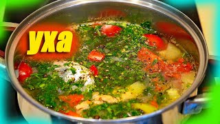 Уха Как приготовить очень вкусную уху дома Обалденно вкусный рецепт [upl. by Attenauqa818]