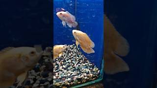 Oscar fish tank setupchichild fishtank subscribeaquarium [upl. by Ibib]