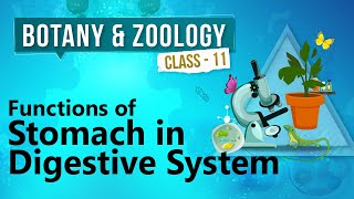 Functions of Stomach in Digestive System  Human Digestive System  Biology Class 11 [upl. by Marketa]