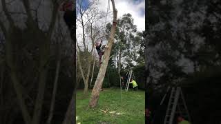 Ascending a tree using a Petzl Zigzag [upl. by Brynn]