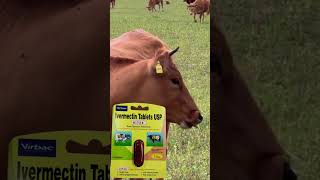 Hitek Veterinary Bolus Uses in Hindi  Ivermectin Bolus Uses in Hindi [upl. by Tullius]