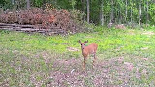 Deer Compilation deer doe fawn naturesounds [upl. by Ande]