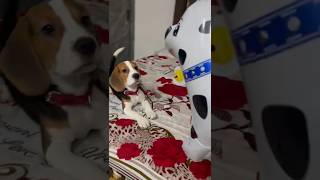 brody ka naya dost 🤗🥰♥️ shortvideo beagle brody06beaglepuppy [upl. by Asum]