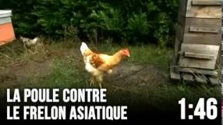 La solution contre le frelon asiatique les poules [upl. by Accisej]