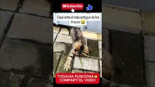 Cuidado robó a un gato que tiene collar🙀 gatos [upl. by Ansilma]