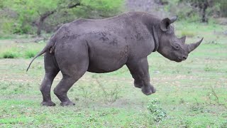 Black Rhino doing a midden dance amp feeding [upl. by Nordna]