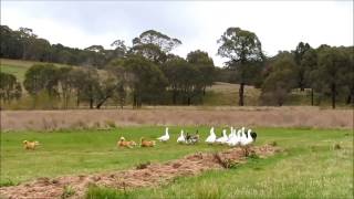 Herding training [upl. by Odette]