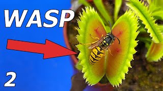 Wasp vs Venus Flytrap  Event 2 [upl. by Atiuqiram760]