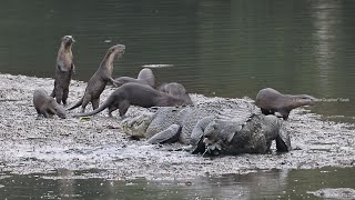 Saltwater Crocodile vs Smoothcoated Otters [upl. by Naillik560]