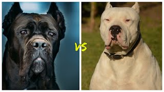 Dogo Argentino vs Cane corso¿cual es mas PODEROSO [upl. by Voltz687]