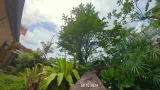 RELAXING TREE AT JFN OFFICE KUCHING SARAWAK  OCT 2024 [upl. by Africa836]