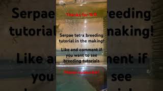 Serpae Tetra breeding tutorial Black neon tetra breeding fishbreeding aquarium aquariumfish [upl. by Hezekiah]