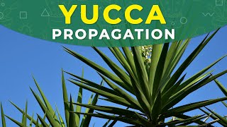 YUCCA PROPAGATION FROM CUTTINGS  ROOTING PROCESS PLANT REPOTTING [upl. by Atteyek]