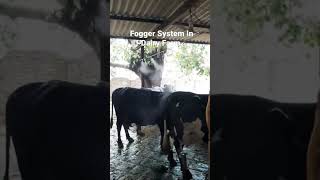 Fogger System Misting System 03003904734 mistingsystem foggingsystem dairyfarm coolingsystem yt [upl. by Aneret]