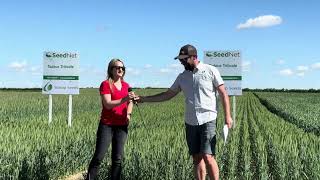 Hybrid rye seed winter triticale seed amp winter wheat tour [upl. by Adaran]