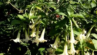 A Tour Through the Sommer Gardens Brugmansia Jungle [upl. by Noied778]