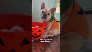 Antinol Plus Trick or Treat🍬🐾 shorts halloween halloweendog frenchie dogjointsupplement [upl. by Anig691]