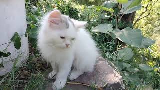 Removing a botfly larvae from cats kittens nose neck eyes [upl. by Celia294]