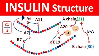 Insulin structure and release in easy way [upl. by Stryker259]