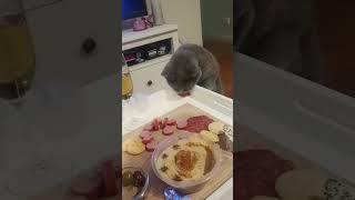 cats funny funnypetschannel funnypets funnypetsmoments petvideos pets [upl. by Aras290]