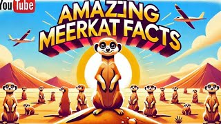 Amazing Meerkat Facts [upl. by Lyris]