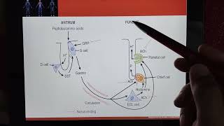 Regulation of HCl secretion Gastric secretions [upl. by Nailliw987]