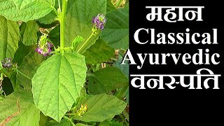 बावची पहचान और फायदे│Psoralea Seeds Introduction amp Benefits on Health Channel By Vishal Sathye [upl. by Jarek]