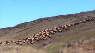 ElkRun Kittitas County Washington Elk [upl. by Benn]