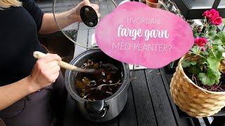 Plantefarging Hvordan farge garn med planter [upl. by Cerys]