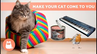 SOUNDS to ATTRACT CATS 📣🐈 Noises That Make Your Cat Run to You [upl. by Burnight]