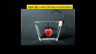 Apple 🍎 in water 365 days challenge shorts viral timelapse [upl. by Atinuaj630]