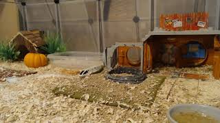 Button Quail Cam 101024 [upl. by Obla606]