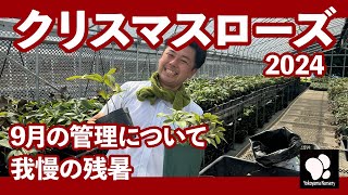 クリスマスローズ 9月の管理 我慢の残暑 ◆横山園芸 公式◆【2024】 [upl. by Nednyl998]