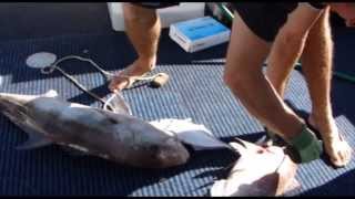 Deep Sea Fishing Australia [upl. by Eidroj]